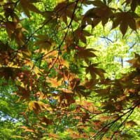 今日は、5日目賑やかに時間を忘れて過ぎましたー泉大津高卒業生が5人ー
