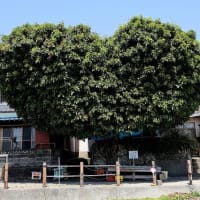 九州F島の猫たち　2025年4月　その9