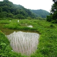 東京の里山「横沢入」