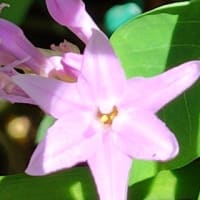 瑠璃二文字「るりふたもじ」咲く