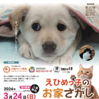 2024年3月24日（日曜日）イオン松山にて保護犬猫譲渡会　開催します！