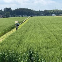 小麦の実肥の撒布