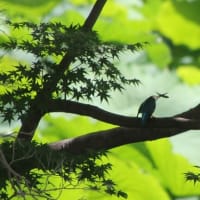 岡山後楽園でカワセミ