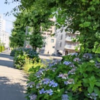 綺麗な紫陽花と蜂の巣事件