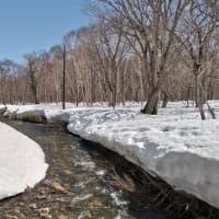 残雪豊富な尾瀬ヶ原