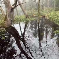 水の知床五湖