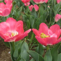 ☆　４月１０日に昭和記念公園で