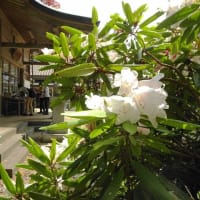 阿波々神社前　シャクナゲとドウダンツツジの清楚な競演