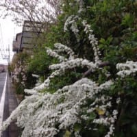 春の花々