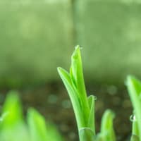 ギボウシの新芽に朝露ころころと♪