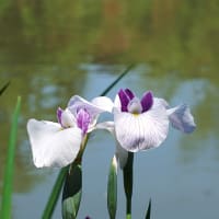 石橋文化センターから　花菖蒲とアジサイ