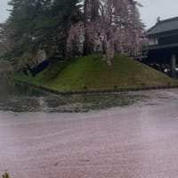 今年の🌸見