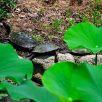 ６月１日鶴見緑地　庭園の池コチドリ　