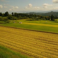 色づく稲穂の風景