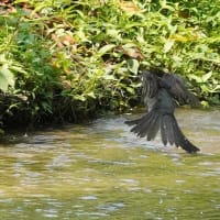 ぶらぶらフォト　ヒヨドリの水浴び