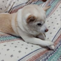 一旦馬力は封印