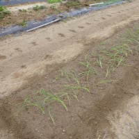 苺・玉ねぎ苗の定植とエンドウの種蒔き