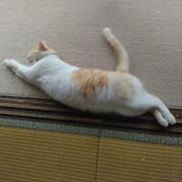 飛び猫、夢の中