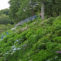可睡ゆり園で紫陽花②