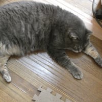 猫のお腹がたるんでいるのは肥満ではない！生きていくのにかかせない4つの重要な役割がある！