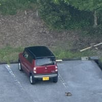 🐟残り10日間の高知生活🐟