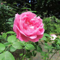 【2025札幌市北区　百合が原公園のバラ】③