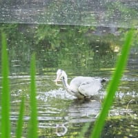 日本で一番暑い日は北海道　アオサギは、