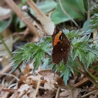 カタクリの里
