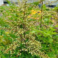 今日の畑の花