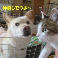腐れたる草螢と為る（くされたるくさほたるとなる）