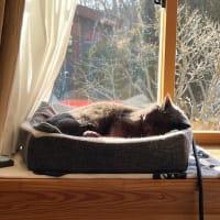 2月22日　猫の日