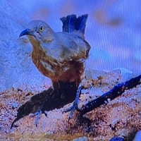 🌏🛡️府中牝馬Ｓ　８枠にカニキュル号！？？✨訂正版！No.３
