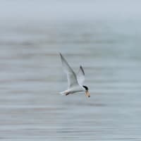 100日ぶりに鳥を撮りました・・・・コアジサシ