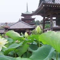 家原寺の蓮の花