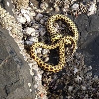 モヨウモンガラドオシ
