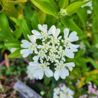 一度にふたつも始めるからモウねえてんやわんやですよ