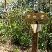 卯月の清明　太平山神社の枝垂れ桜