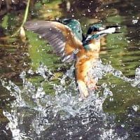 水絡み魚獲り　2025.7.29