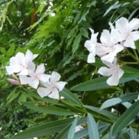 広島の夏の花、夾竹桃