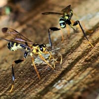 タマヌキケンヒメバチの産卵