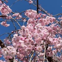 消えたカメラが出てきたり、桜が咲いたりペットヒーターが焦げてたり
