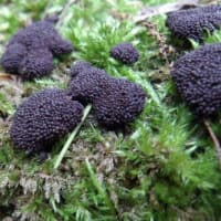2025年6月8日(日)　苫小牧「近所の自然散歩」植物調査
