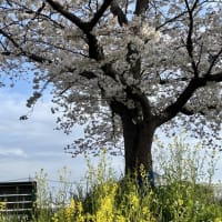 桜　満開！