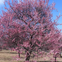 荒山公園の梅林（２０２５年３月９日）