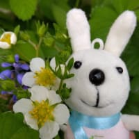 ♪ご案内♪