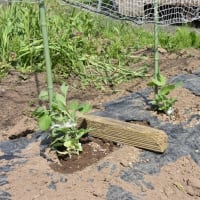 キヌサヤエンドウとキュウリの苗を植える
