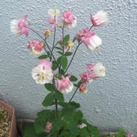 「独特な花が咲くオダマキ」