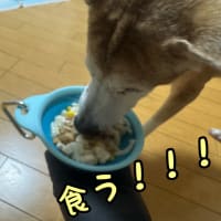 ヤロ君、復活の狼煙を上げられました！！