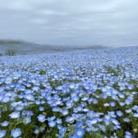 たのしい万葉集　藤波の咲く春の野に延ふ葛の・・・