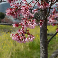 水無川の桜と菜の花